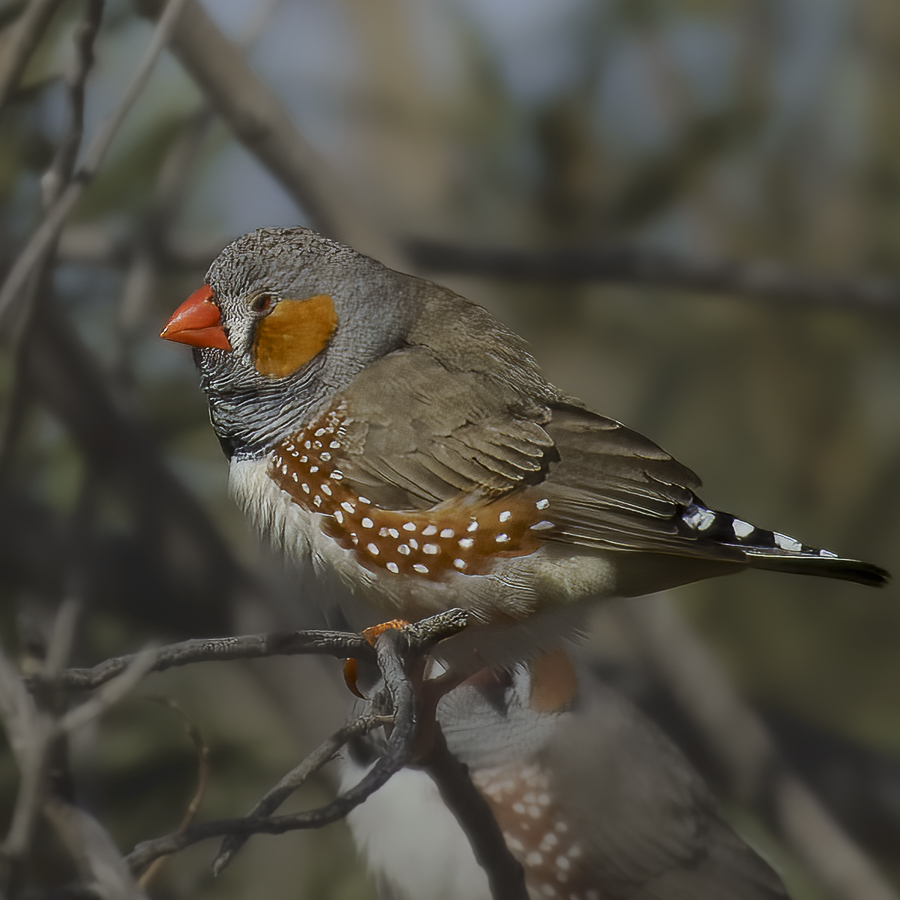Zebra Finch
